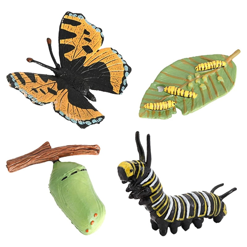 Life Cycle of A Butterfly,Insects Life Cycles Growth Model Simulation