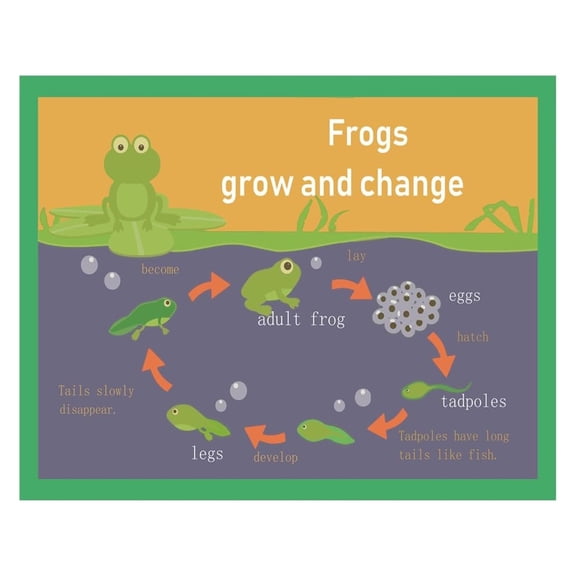 Life Cycle of a Frog Learning Chart - Systematic Mind Map Poster for Classroom or Homeschool, Kids Science & Nature Wall Decor