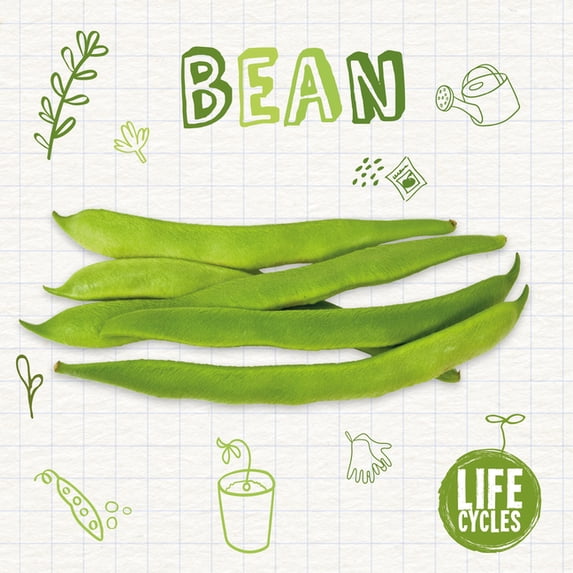 Life Cycles Bean, (Paperback)