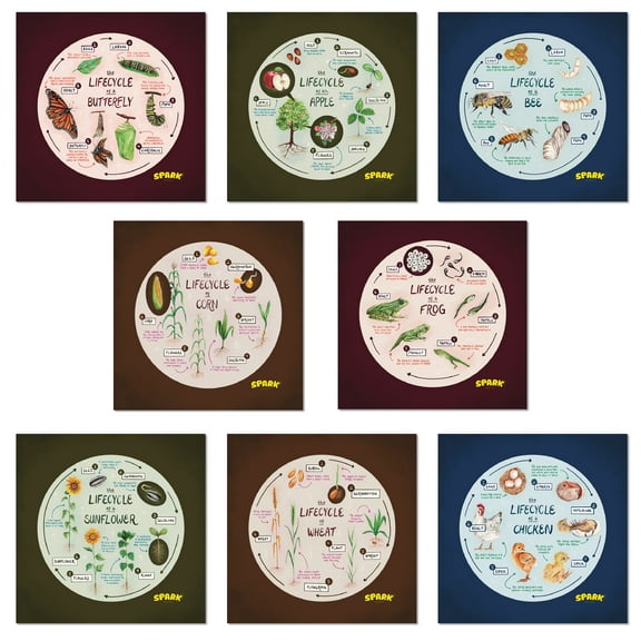 Life Cycles Posters for Classroom and Bulletin Board Charts, Double Sided and Laminated Great for Homeschoolers Educational Learning