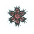 thumbnail image 1 of Life In The Sea Microscope Slide Set, 1 of 1