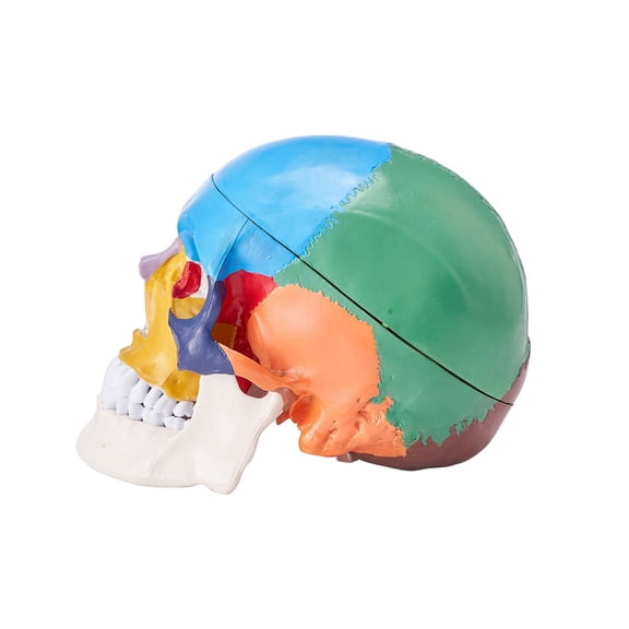 Life-Size 8-Part Brain & 3-Part Skull Model - Detachable Human Anatomy Skull, PVC Medical Teaching Tool for Students, Doctors & Researchers