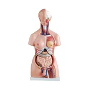Life Size Anatomical Human Torso Model   24-Part Fiberglass 85 cm
