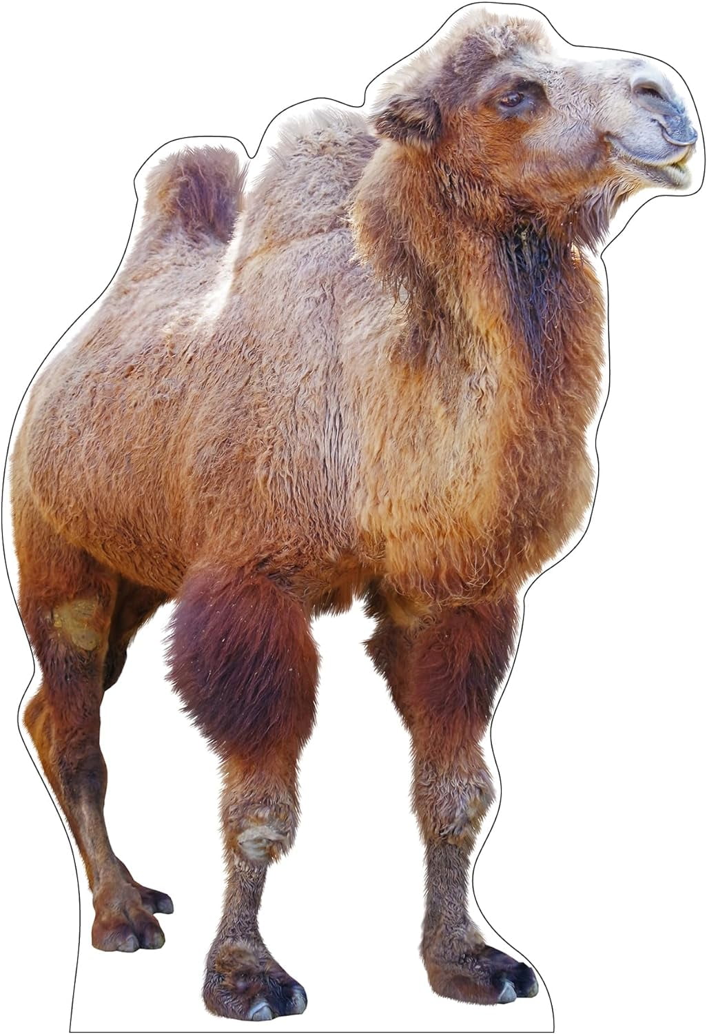 Life Size Cardboard Cutout Standup Waterproof Animals Camel