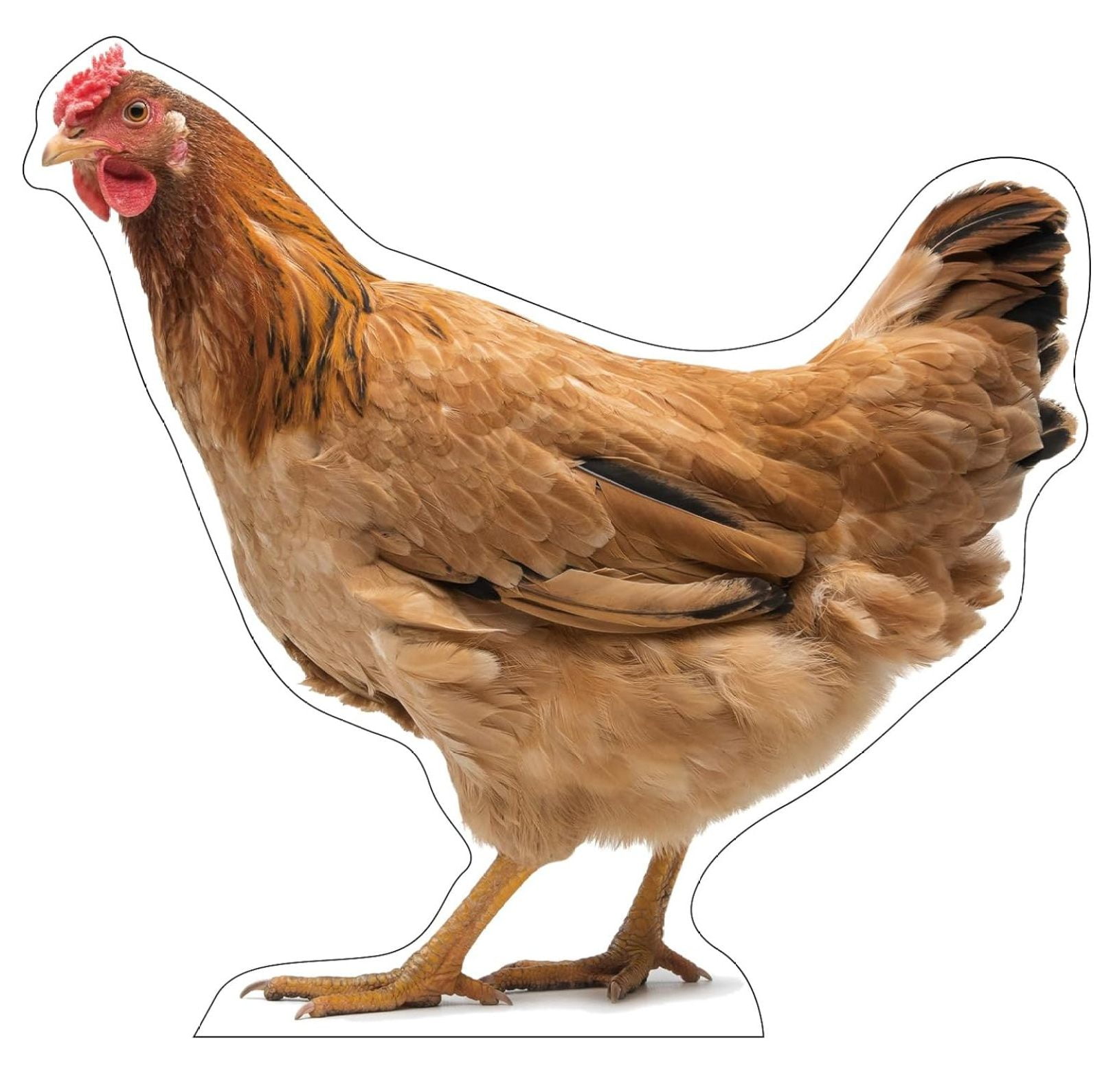 Life Size Cardboard Cutout Standup Waterproof Animals Hen