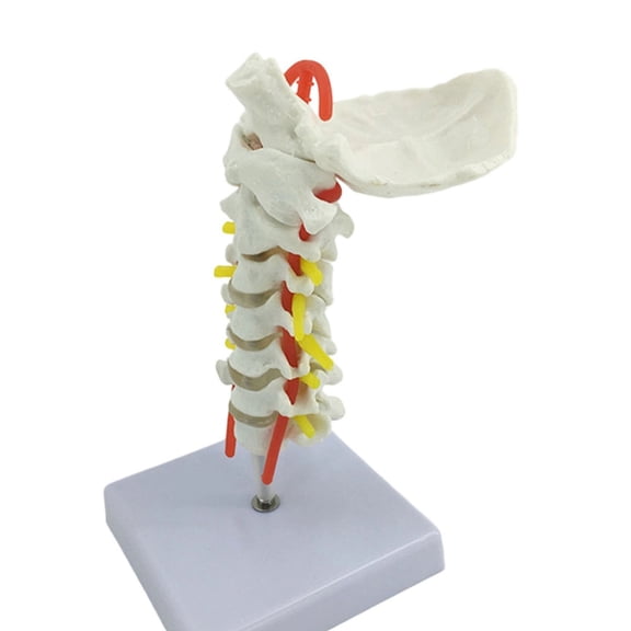 Life-Size Cervical Spine Model with Vertebral Discs, Arteries & neurons for Medical Training and Anatomy Study