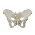 Life Size Female Pelvis Model, Hip Model Female Anatomy Model, Hip