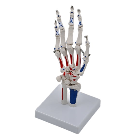 Life Size Hand Joint Model Showing Ulna and Radius Hand Skeleton Model for Study