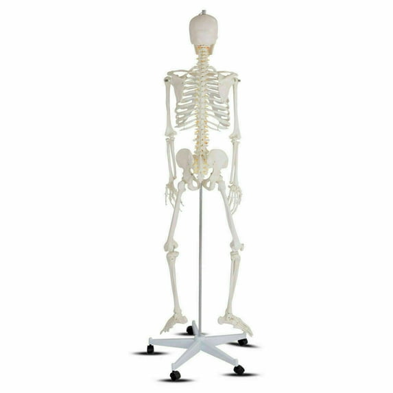 Life Size Human Anatomical Anatomy Skeleton Medical Model, Stand New