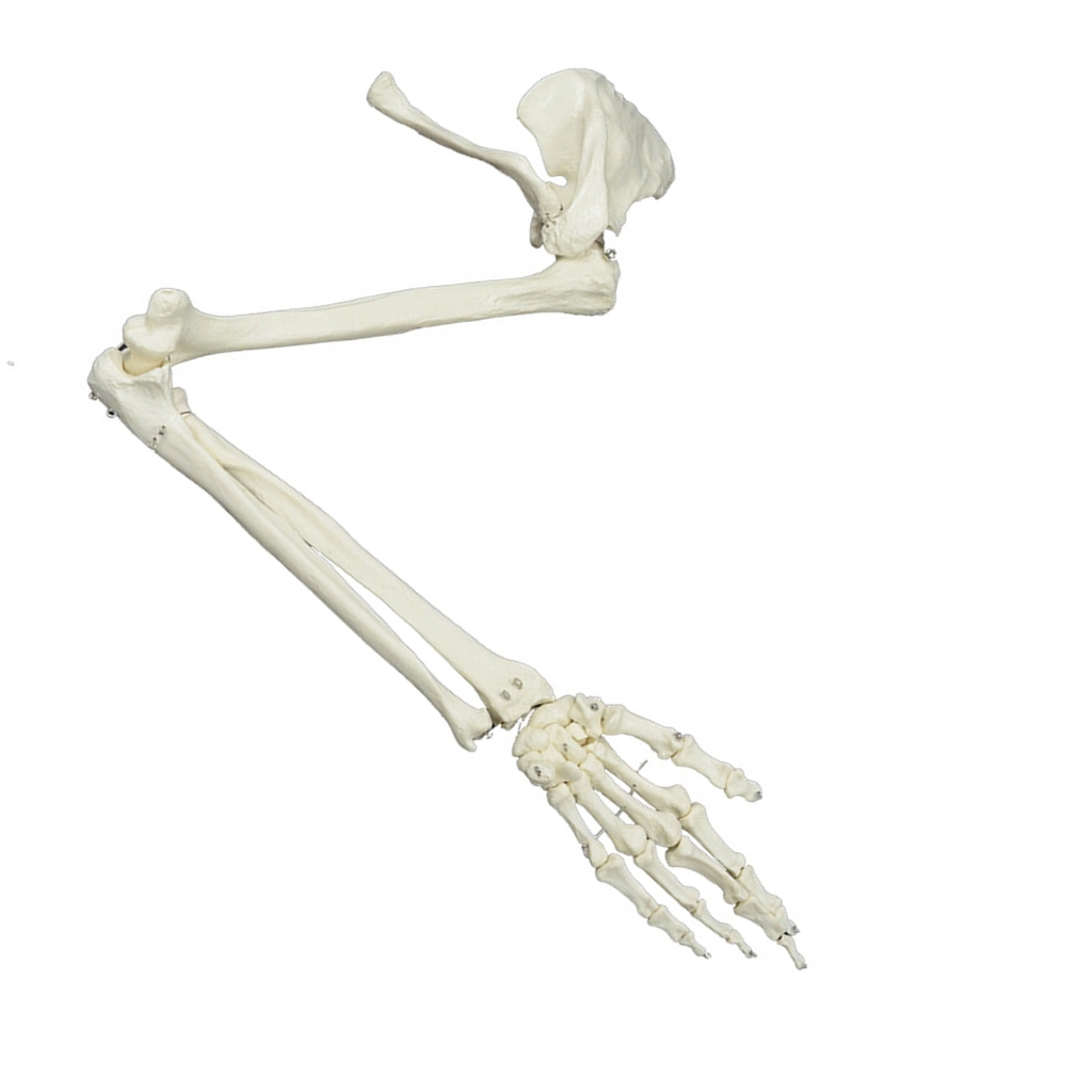 Life Size Human Arm Joint Model Arm Skeleton Model Medicals Anatomical Life Size Human Arm Joint Model Arm Skeleton Model Medicals Anatomical