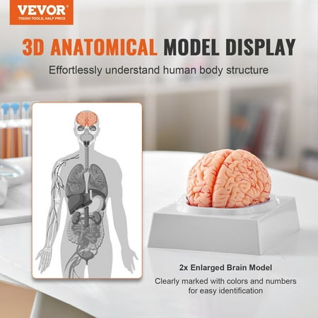 Life-Size Human Brain Anatomical Model, 9-Part Detachable with Labels & Base – Ideal for Science Teaching, Learning, Classroom Study & Research Display