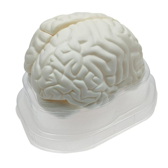 Life Size Human Brain Model for Kids Education Teaching Tools Lab Supplies