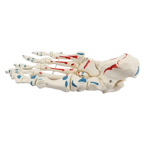 Life Size Human Foot Joint Model Diagram Muscle Ligament Plantar Foot