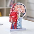 thumbnail image 1 of Life-Size Human Half Head Model with Brain, Skull, Muscles & Nerves - Anatomical Neurovascular Head & Neck Display for Medical Teaching, Student Learning, 1 of 9