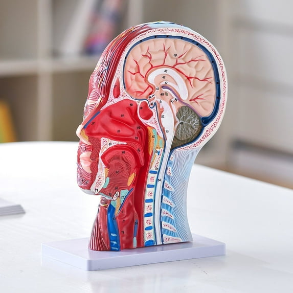 Life-Size Human Half Head Model with Brain, Skull, Muscles & Nerves - Anatomical Neurovascular Head & Neck Display for Medical Teaching, Student Learning