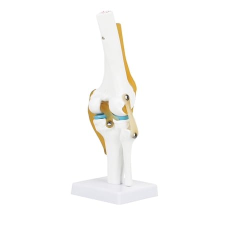 Life Size Human Knee Joint Anatomy Model for Skeleton Study and Education Medical Teaching Demonstration Cross Section with Ligaments 12.6 Inches / 32 cm