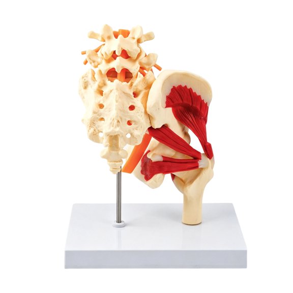 Life Size Human Lumbar Vertebrae Pelvis Anatomy Model With Muscles Nerves Skeleton Bone For Classroom Demonstration