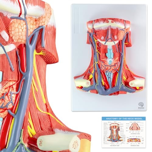 Life-Size Human Neck & Larynx Anatomy Model - Human Cervical Muscles, Arteries, Veins, Cartilage & Bone - Medical Teaching Model with Base and Study Guide$$Tools & Hardware Other