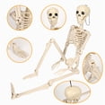 thumbnail image 1 of Life Size Human Skeleton Halloween Decor Movable Joint Hangable Plastic Prop, Realistic Easy Assembly Ornament for Home Bar Halloween Party Scene Layout, 1 of 7