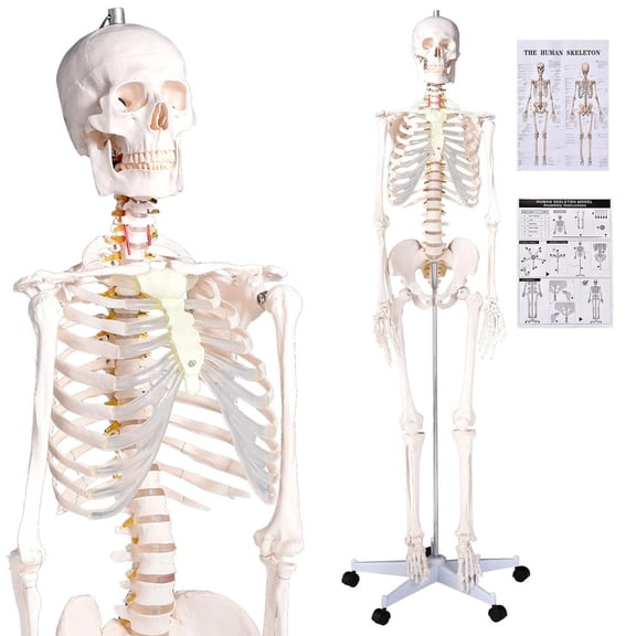 Life-Size Human Skeleton Model, 66 Inch PVC Bone Structure with Movable Arms Legs and Rolling Stand for Biology Lab and Teaching Classroom Use
