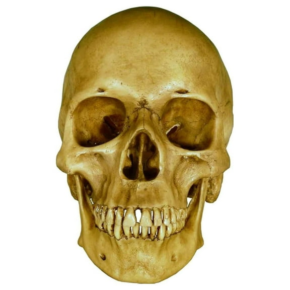 Life Size Human Skull - Anatomical Model for Medical Study, Earth-Brown Relic, Realistic Reproduction, Art Reference, Adult Size