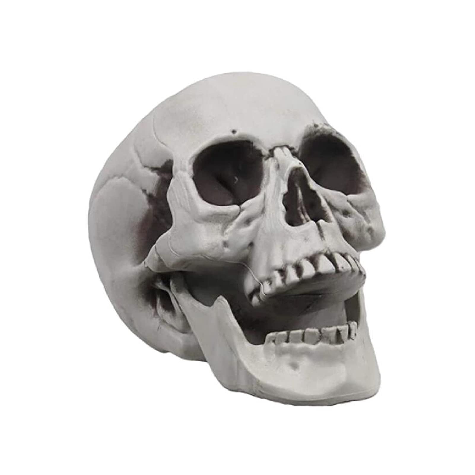 Life Size Human Skull Model Plastic Decoration Prop 5.9x6.3x8.6 Inch ...