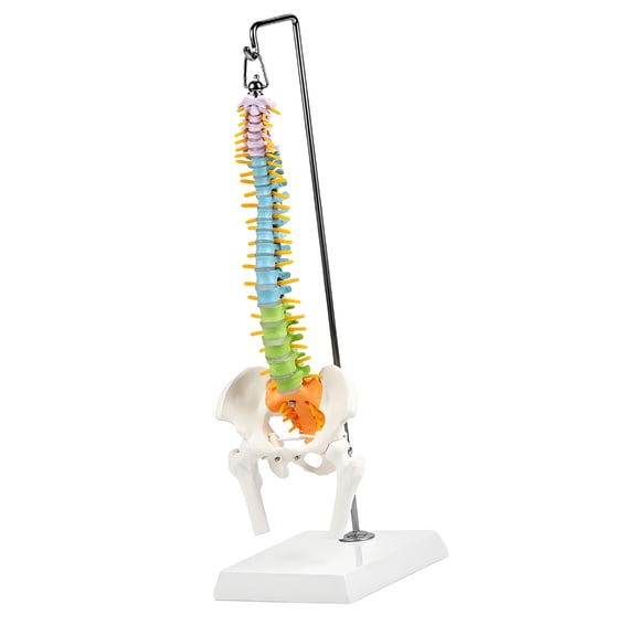 Life Size Humans Bone Model Colorful Cervical Spine Models Spine Model of Enlarged Cervical Vertebra for Teaching Use