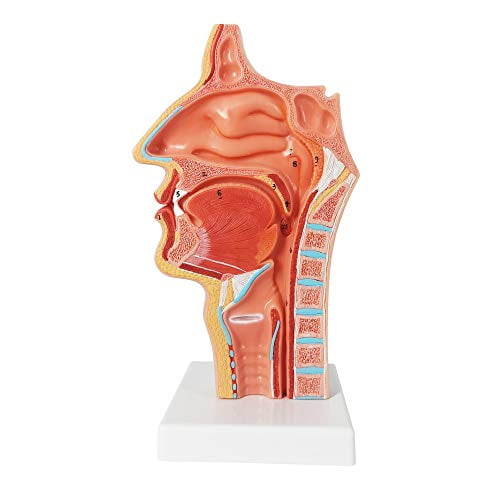 Life Size Nasal Oral Cavity Throat 1:1 Human Nasopharynx Laryngopharyngeal Nasal Cavity, Oral Cavity, Pharynx, Larynx, Anatomical Model,$$Other