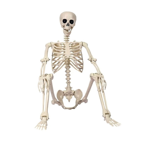 Life Size Posable Halloweens Skeleton Sturdy Plastic Indoor Outdoors Eerie Decoration For Haunting House Graveyard Party