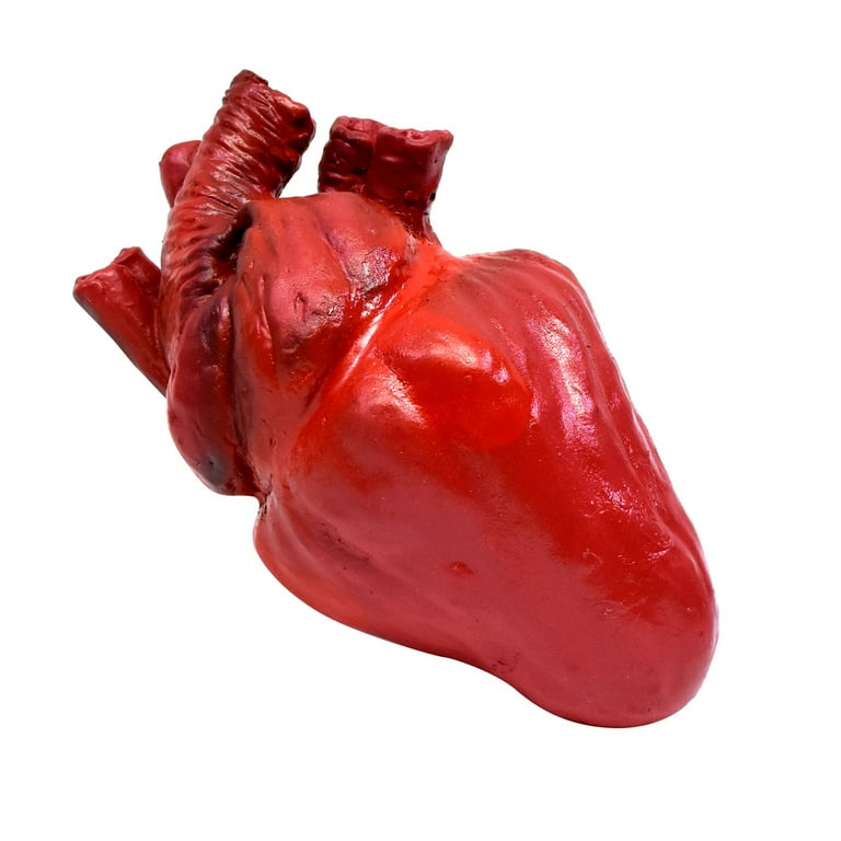 Realistic Human Heart Scary Haunt House Prop Halloween Horror Costume Accessory Realistic Human Heart Scary Haunt House Prop Halloween Horror Costume Accessory