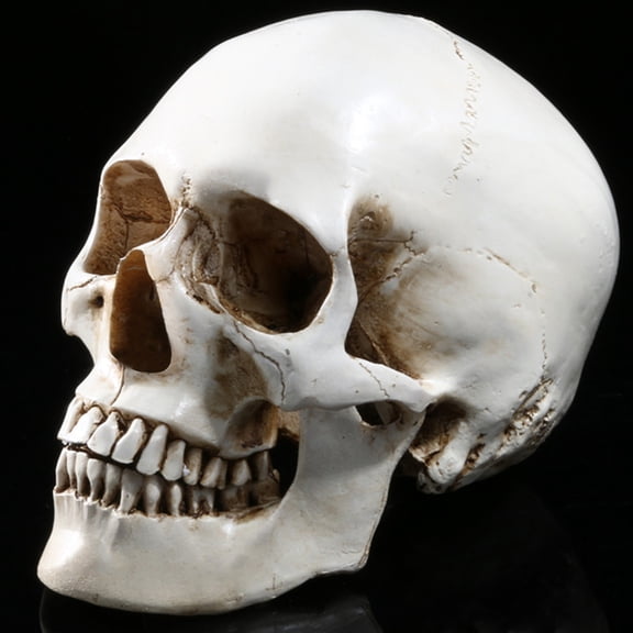 Life Size Resin Human Skull Model, Realistic Halloween Head Decoration for Haunted House, Movable Prop for Party Display