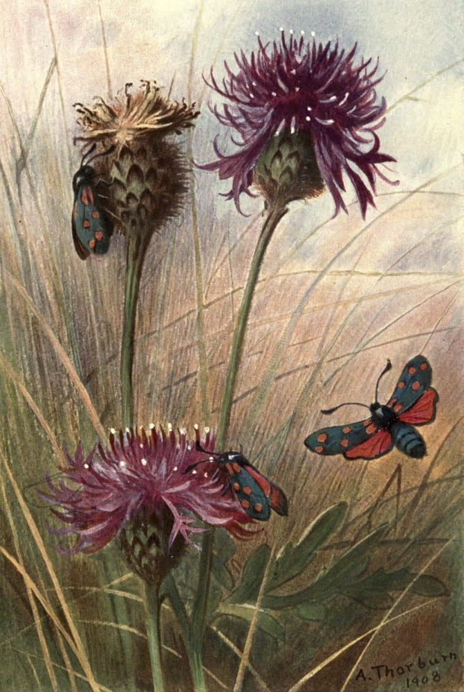 Life & Sport in Hampshire 1908 Six-Spot Burnet & Greater Knapweed Canvas Art - Archibald Thorburn (24 x 36)