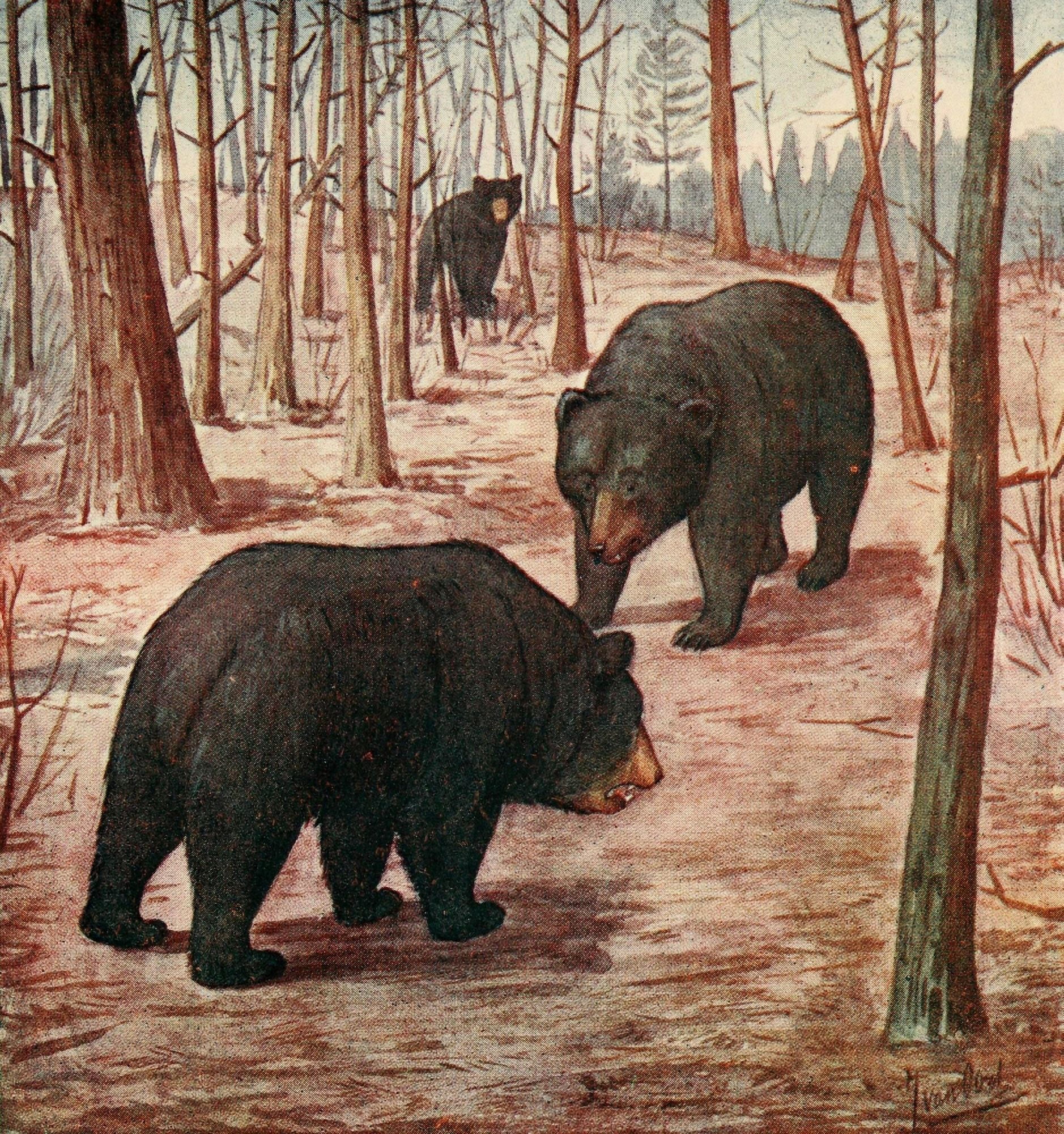 Life Story of a Black Bear 1910 Amicable bear couple Canvas Art - Unknown (18 x 24)