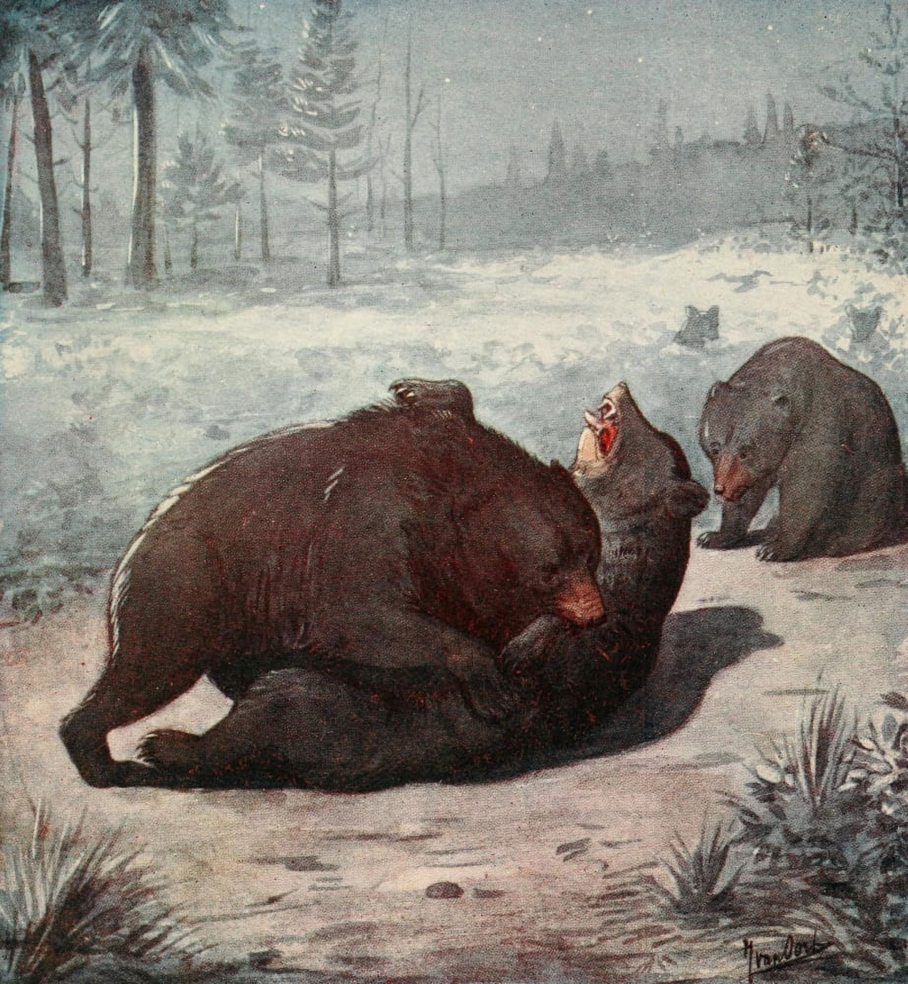 Life Story of a Black Bear 1910 Bear Fight Canvas Art - Unknown (24 x 36)