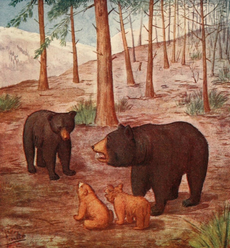 Life Story of a Black Bear 1910 Bear family Canvas Art - Unknown (24 x 36)