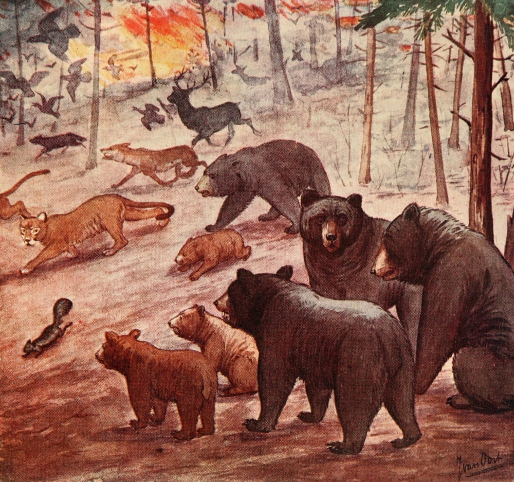 Life Story of a Black Bear 1910 Discussions Canvas Art - Unknown (18 x 24)