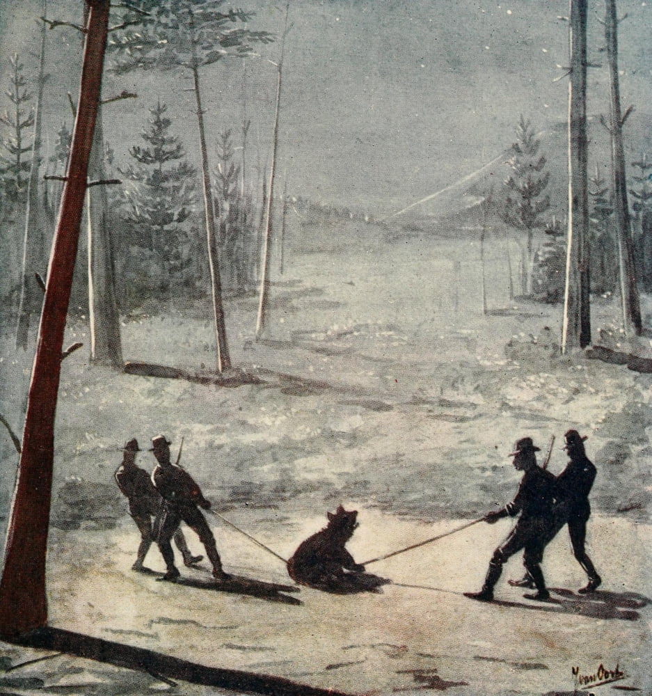 Life Story of a Black Bear 1910 She was slowly dragged away Canvas Art - Unknown (24 x 36)