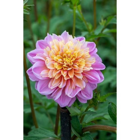 Life Style Powder-Puff/Anemone Dahlia -#1 Size Root Clump