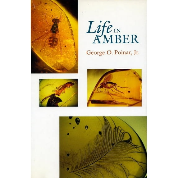 Life in Amber, (Hardcover)