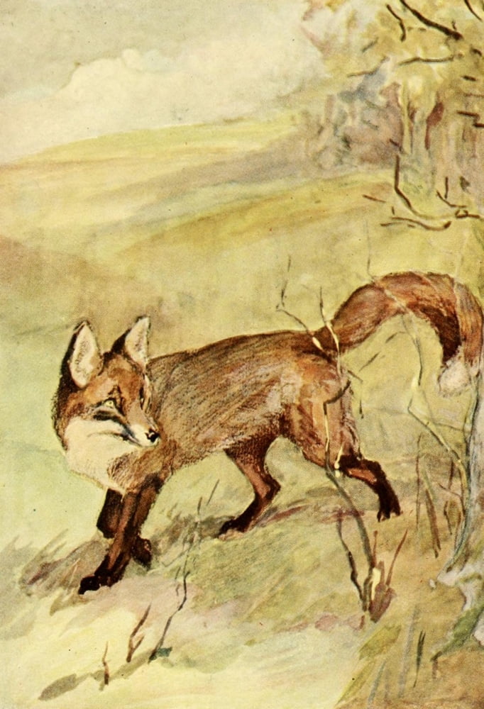 Life of a Foxhound 1890 Fox Canvas Art - James Affleck Shepherd (18 x 24)