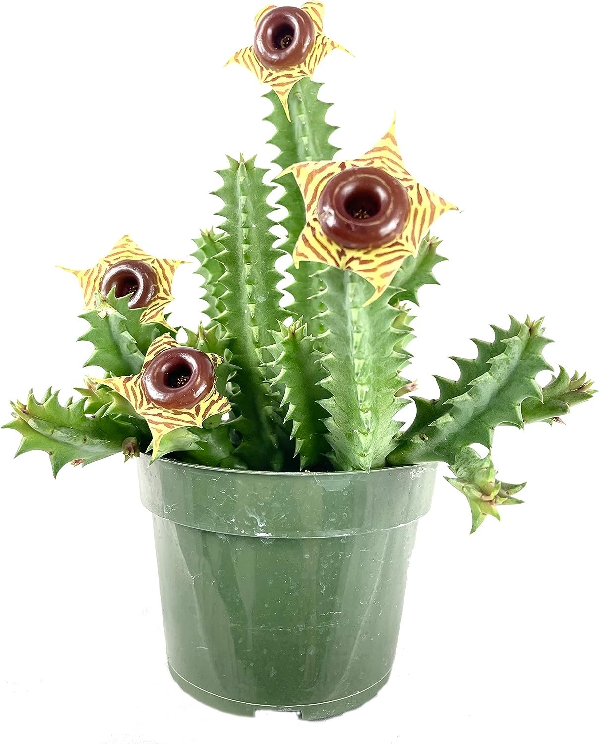 9GreenBox Rare Yellow Christmas Cactus Plant Zygocactus 4" Pot