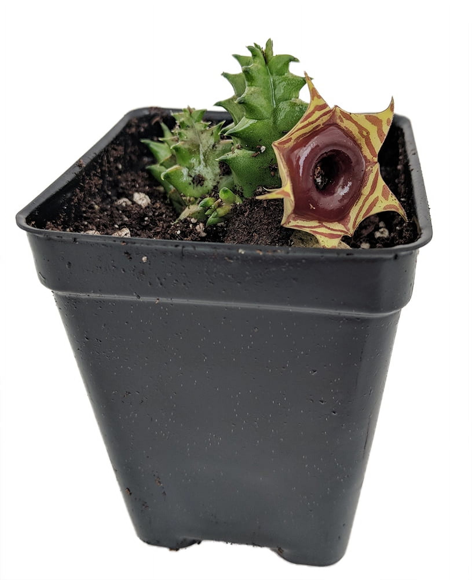 Exotic Lifesaver Succulent Plant in 2.5" Black Pot