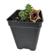 Lifesaver Succulent Plant - Huernia - Exotic Flower - 2.5" Pot