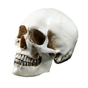 Lifesize 1:1 Human Skull Model Replica Resin Medical Anatomical Tracing Medical Teaching Skeleton Halloween Decoration Statue