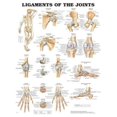 thumbnail image 1 of Ligaments of the Joints Chart 20 x26, 1 of 1