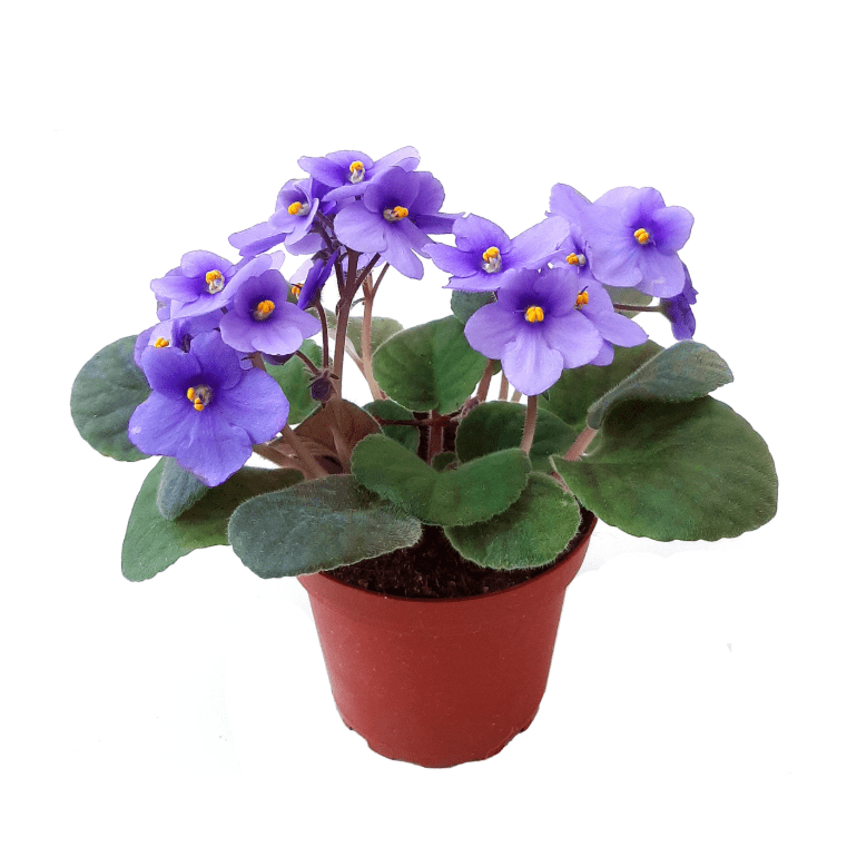 Light Blue Africa Violets Live Plant for Planting Indoor Outdoor, Light Blue Blooming Violet, Africa Violet Flowers, 4 Inch Pot
