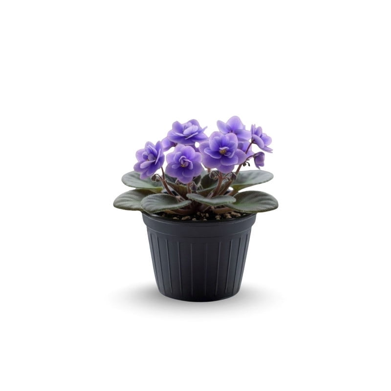 Light Blue African Violet Plants, Starter Pastel Light Blue Flowers, Compact African Violet Tree Indoor Houseplants for Small Spaces