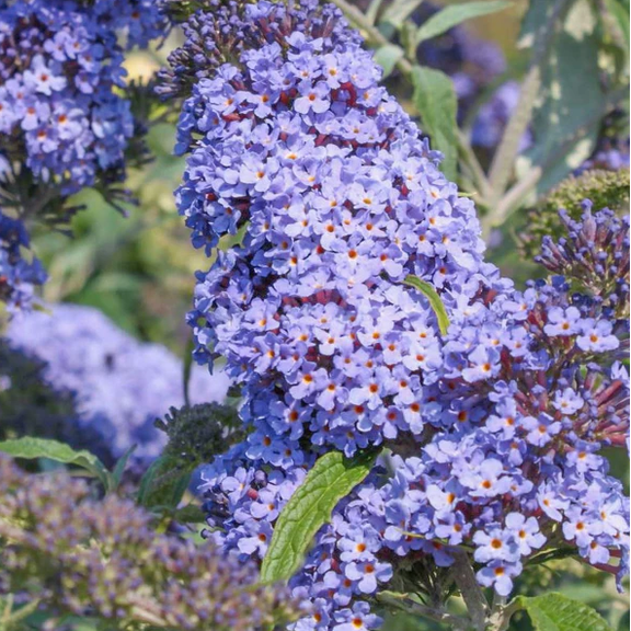 Light Blue Buddleia Live Plant, Buddleja Davidii Plant, Fragrant Flowers Bush Plant for Garden 4 to 6 Inc Tall