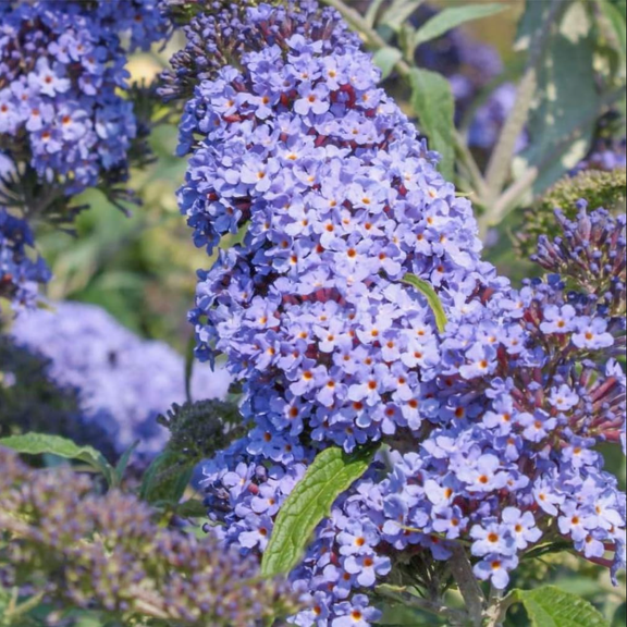 Light Blue Buddleia Live Starter Plant for Planting, Butterfly Bushes Live Plant, Fragrant Buddleia Flowers Live Plants Outdoor Garden, 4 to 6 Inch Tall, Ship No Pot