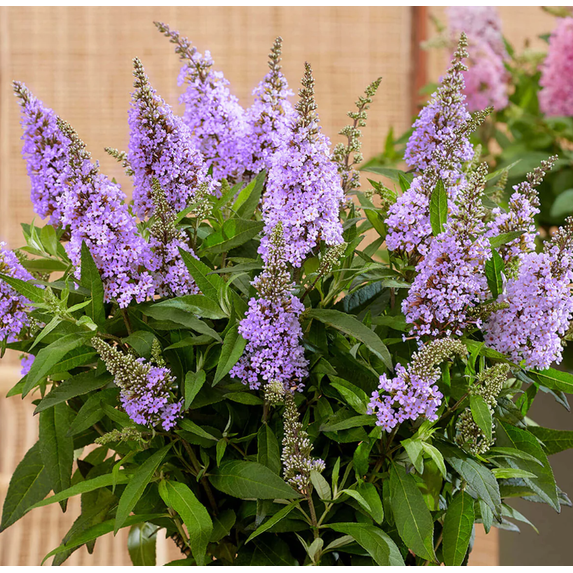 Buddleja Fragrant Light Blue Butterfly Bush, Butterfly Bush Live Plant, Outdoor Garden, 4 ...